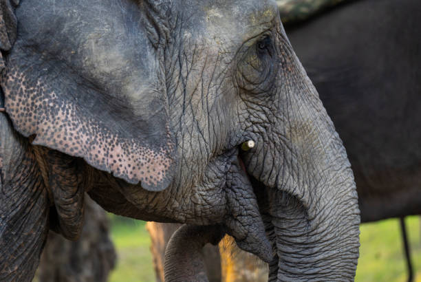 istock Closeup of an elephant eye 2194414056