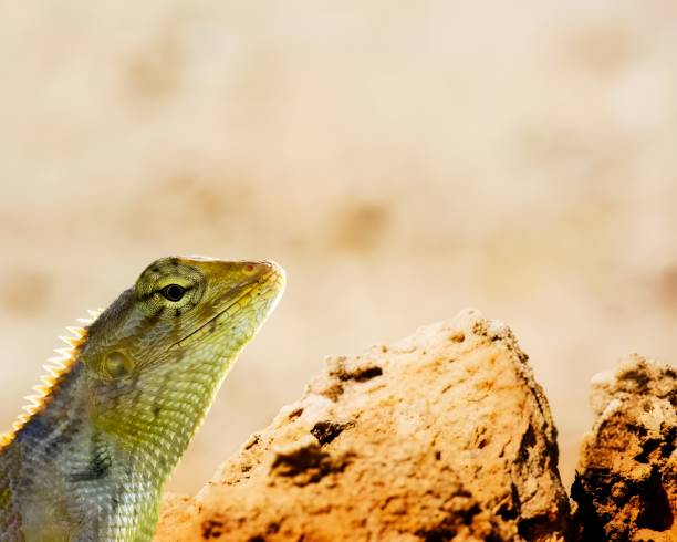 istock An Oriental Garden Lizard ( calotes Versicolor ) Perched on A Reddish-brown Rock 2194414178