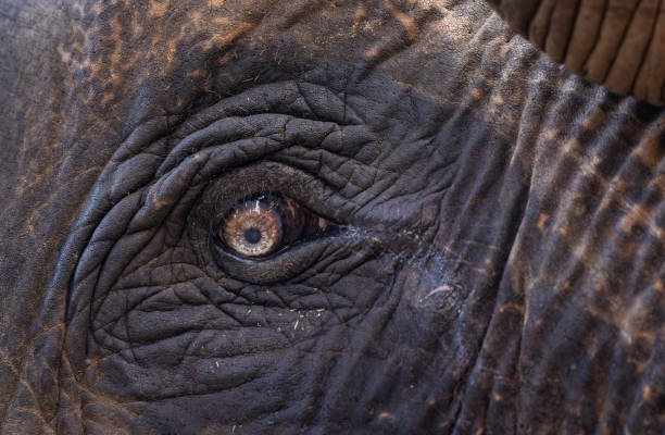 istock Closeup of an elephant eye 2194414386