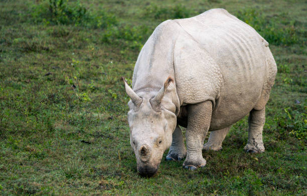 istock Great Indian rhinoceros 2194414396