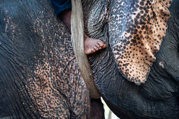 Mahout foot on near elephant ear