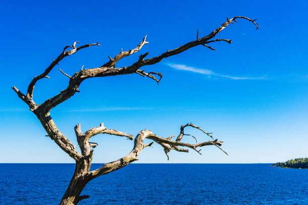 Dead tree stumps in the background of green sea water.