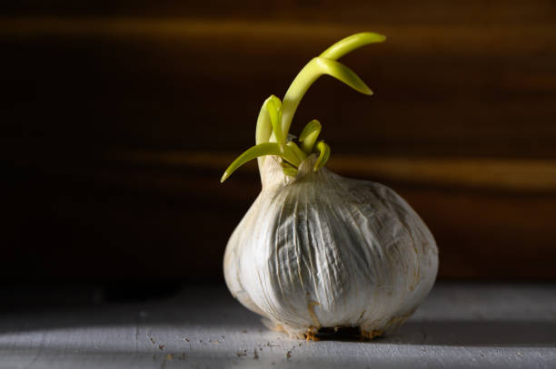 A close-up shows a garlic bulb with bright green sprouts emerging, illuminated by gentle, warm light.