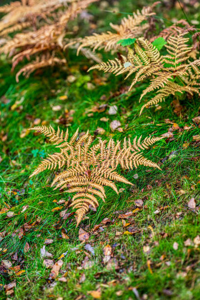 Yellow ferns in grass at fall.