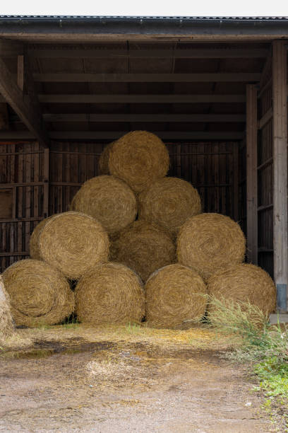 istock Pyramid of hay bales in a barn.. 2194417809