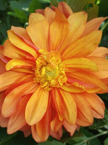 istock Beautiful orange dahlia 2194418931