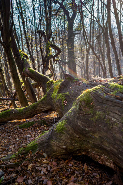 A fallen old tree serves as deadwood and is the basis of life for many organisms.