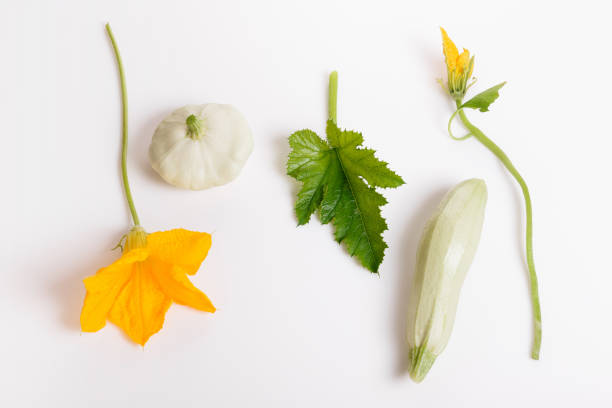 Little girl is holding zucchini in her hand. Close-Up Healthy Eating Concept.