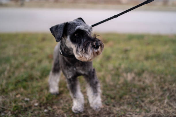 istock dog walking outdoors 2194419786
