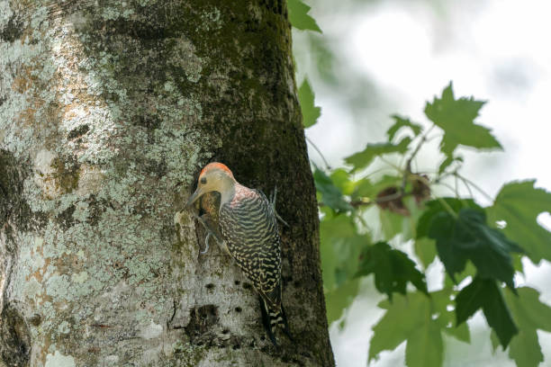 istock Red-bellied Woodpecker (Melanerpes carolinus) 2194420144