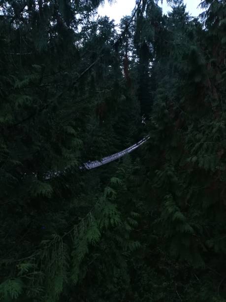 istock Capilano Park Suspension Bridge 2194421045