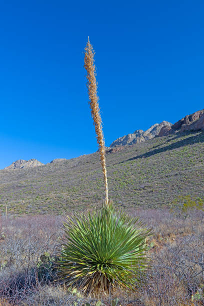 istock Lonely Yucca Stalk in Desert Mountains 2194421696