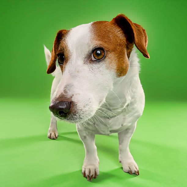 istock Expressive Jack Russell Close-Up on a Green Background 2194422108