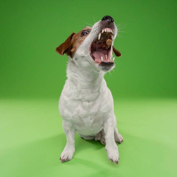 istock Agile Jack Russell Catching a Treat on a Green Background 2194422112