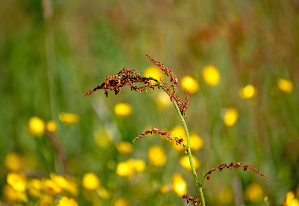 Wild flowers Sorrel, Sheeps Irish wild flora, on a sunny day in Ireland