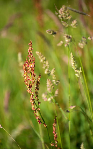 istock Wild flowers Sorrel, Sheeps Irish wild flora , Ireland 2194422486