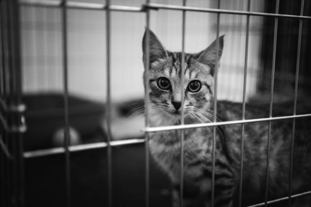 Close-up of a cat in a cage at an animal shelter