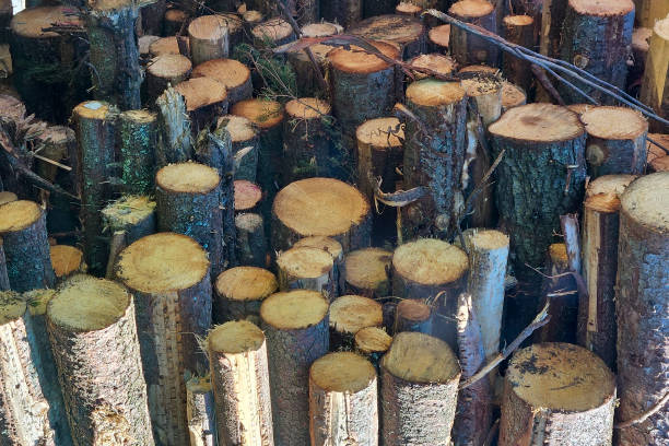 istock A pile of tree fellings in wood 2194427540