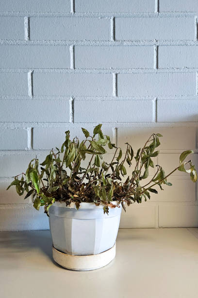istock A dead and dried plant in the office. 2194427577