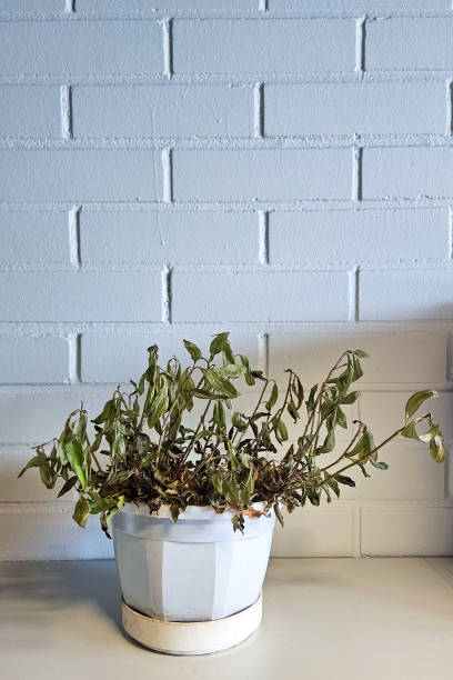 istock A dead and dried plant in the office. 2194427579