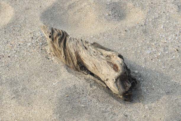 Weathered wood in beach sand