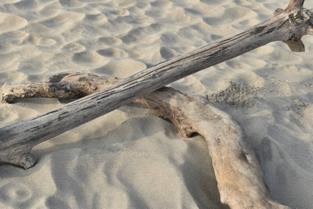 Driftwood on a sandy beach.