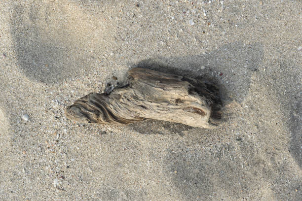Weathered wood in beach sand