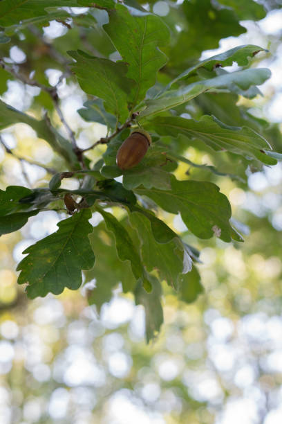 istock photo, oak, branch, green, leaf, acorn, forest, ecosystem, attach, texture, background, summer, wood, soft, blur, natural, botanical, light, serene, tree, nut 2194430807