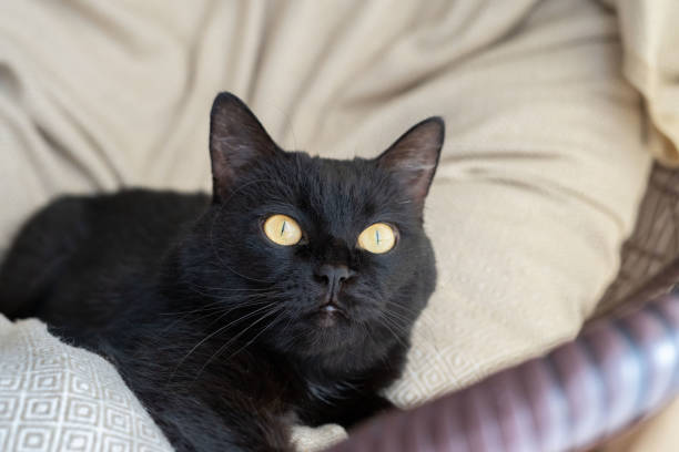 istock Captivating Image of a Black Cat with Mesmerizing Eyes, Resting Comfortably on a Soft Fabric, Highlighting the Elegance and Mysterious Charm of Feline Companions 2194430888