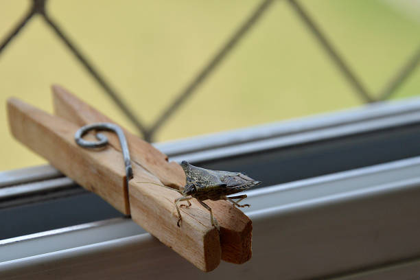 istock An insect walking above a clothespin. 2194431152