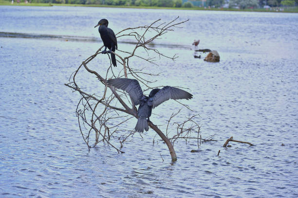 Duck-like birds perched on a submerged tree.