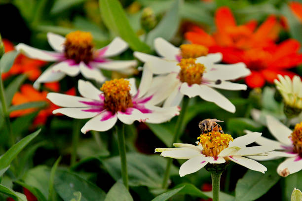 Bees on a flower taken in raritan township n.j and