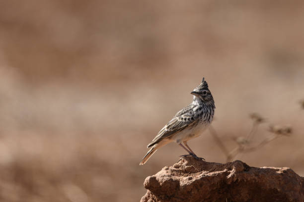 istock Crested Lark perched on a rock in a desert-like environment 2194431824