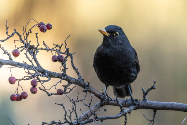 istock Blackbird Perched on a Branch with Red Berries in Natural Light 2194431869