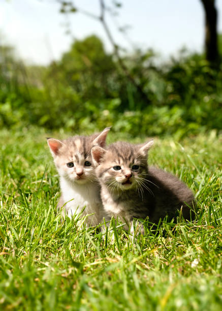 istock Two beautiful young cats walk on a dormouse meadow on a clear spring day 2194432719