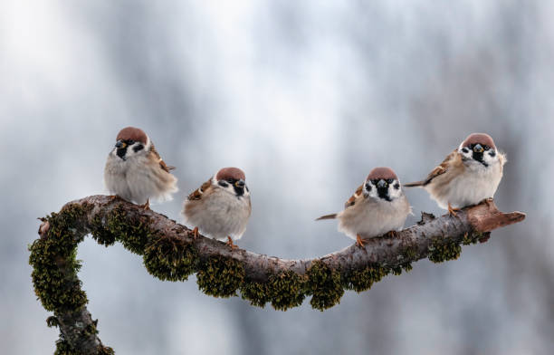 istock four sparrow birds sitting on mossy branch in winter park 2194433233