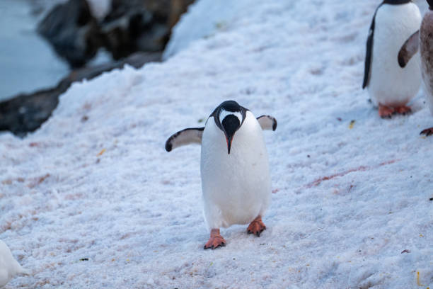 istock Gentoo penguins in Antarctica. Wild nature. 2194433666
