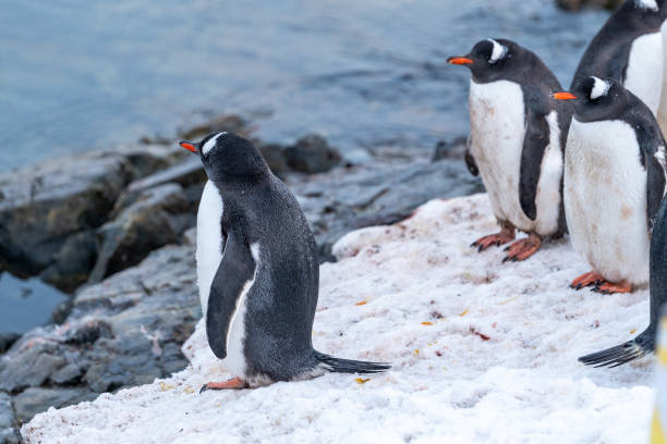 istock Gentoo penguins in Antarctica. Wild nature. 2194434252
