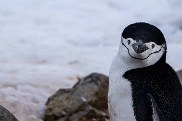 istock Chinstrap penguin (Pygoscelis antarcticus) in Antarctica. Wild nature. 2194434843