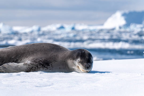 istock Leopard seal pup in Antarctica. 2194435106