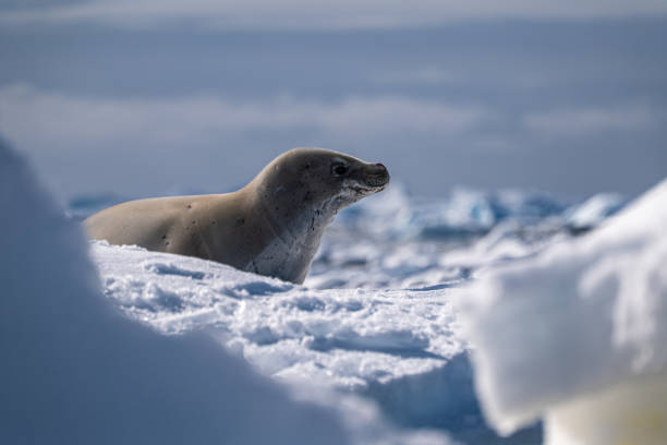 istock Crabeater seal in Antarctica. Wild nature. 2194435301