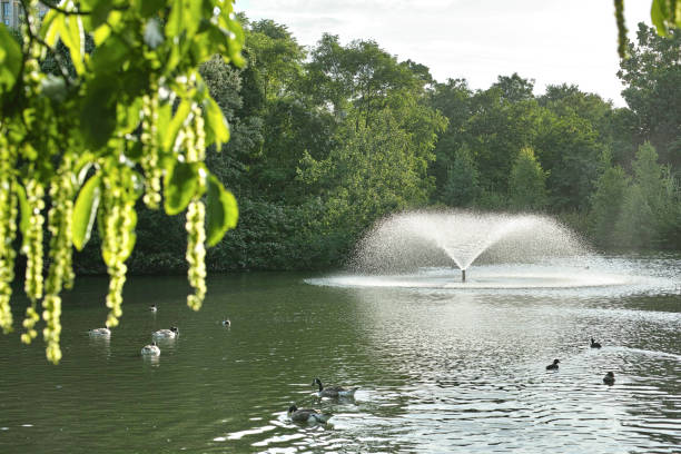 istock Clissold Park Lake in Summer 2194435405