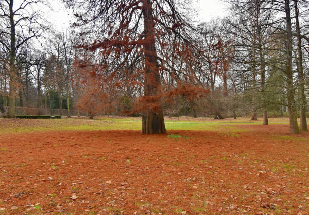 City park in winter.