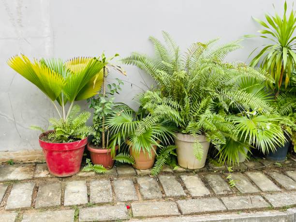 istock Flower pot with wall of house 2194435483