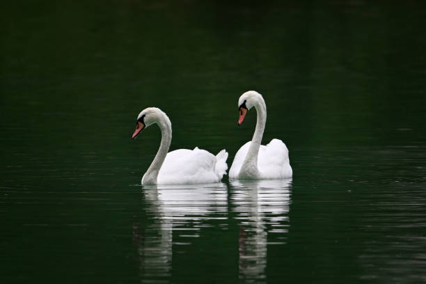 istock Two swans swimming in lake 2194436575