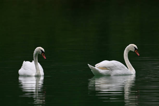 istock Two swans swimming in lake 2194436581