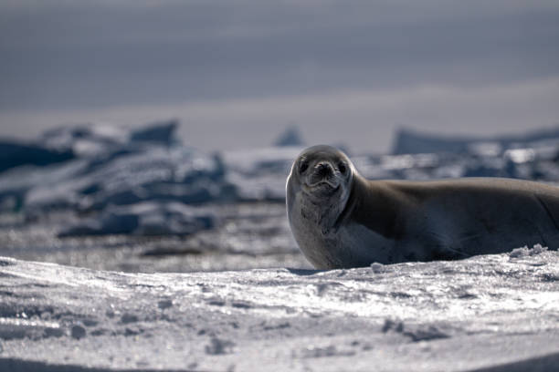istock Crabeater seal in Antarctica. Wild nature. 2194436782