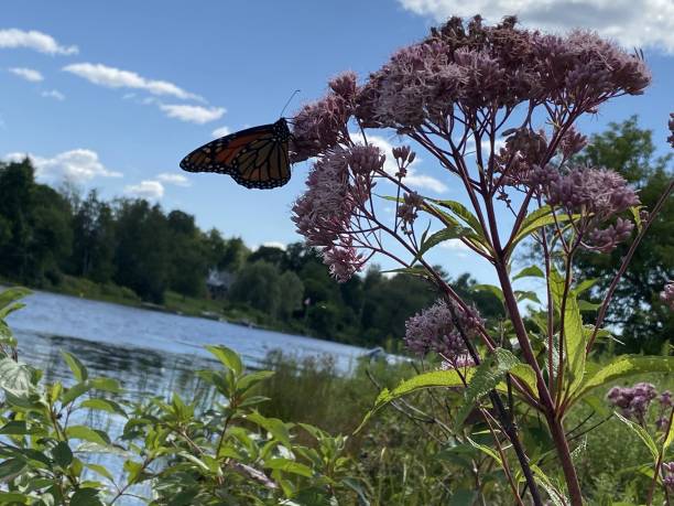 istock The Monarch and Butterfly 2194437092