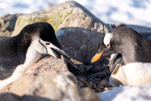 istock Chinstrap penguin is stealing stones from the gentoo's nest. Chinstrap penguin fighting. 2194437169