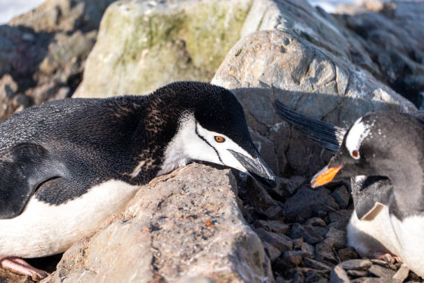 istock Chinstrap penguin is stealing stones from the gentoo's nest. Chinstrap penguin fighting. 2194437218